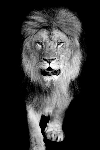 Лев на темном фоне
 - Фото, изображение