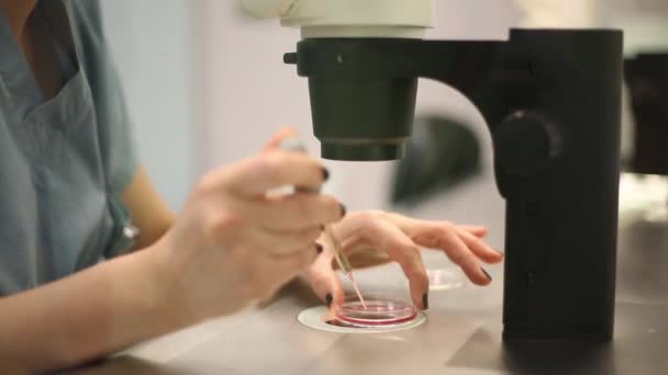 Investigación médica en el laboratorio. Laboratorio de inseminación artificial - Material de archivo
 - Imágenes, Vídeo