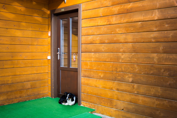 Piccolo cane senzatetto sdraiato sotto la porta
 - Foto, immagini