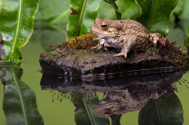 Common Toad (Bufo Bufo) - Photo, Image