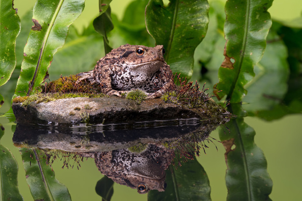 Common Toad (Bufo Bufo) - Photo, Image
