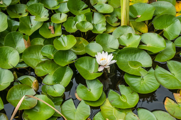 White Water Lily - Фото, изображение
