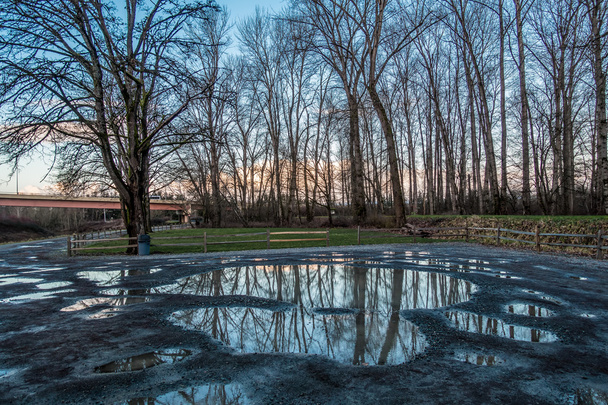 Árboles de invierno Reflecton
 - Foto, Imagen