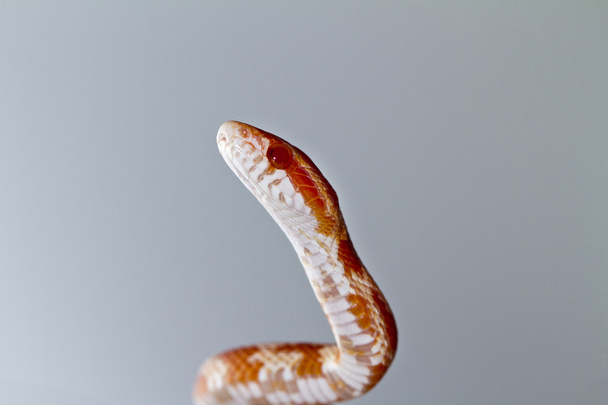 Red corn snake - Foto, Bild