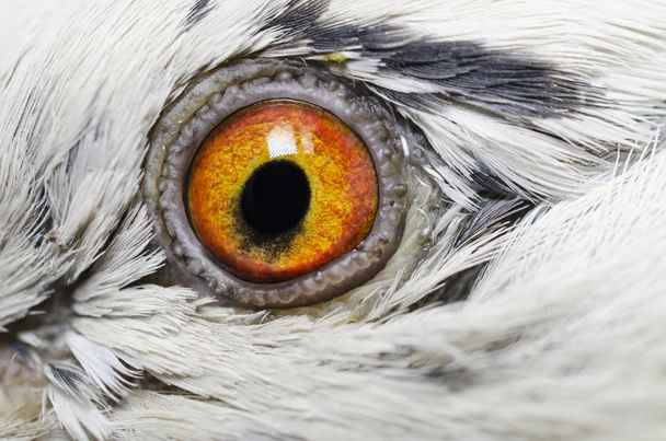 bird's eye close-up - Valokuva, kuva