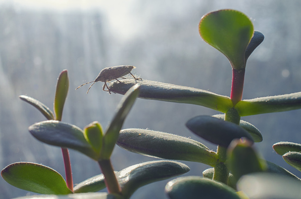 chrząszcz na zielonym liściu - Zdjęcie, obraz