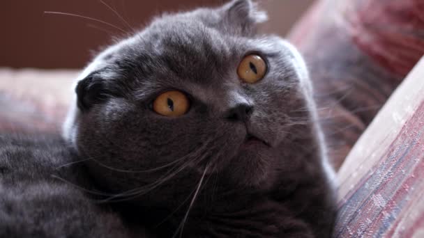 Kot brytyjski z wielkie oczy - Materiał filmowy, wideo