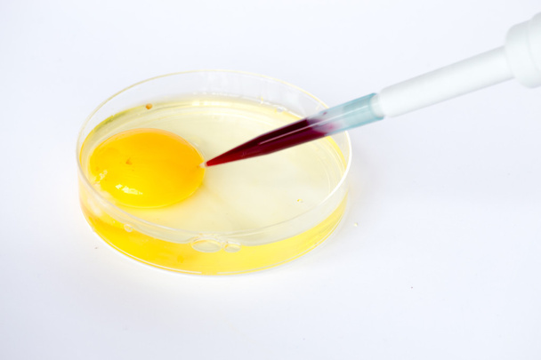 Fertilización in vitro - Foto, Imagen