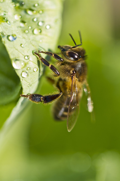 Mehiläinen - Valokuva, kuva