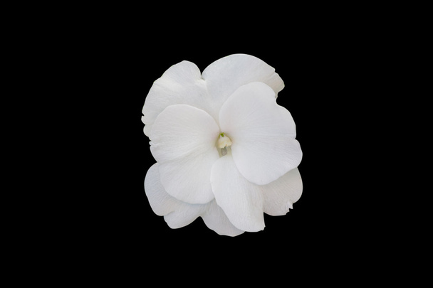 Impatiens walleriana white flower. - Photo, Image