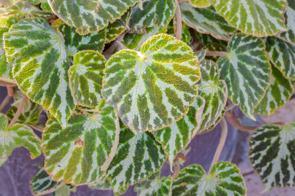 Begonia cv. Silver Jewell leaf. - Photo, Image