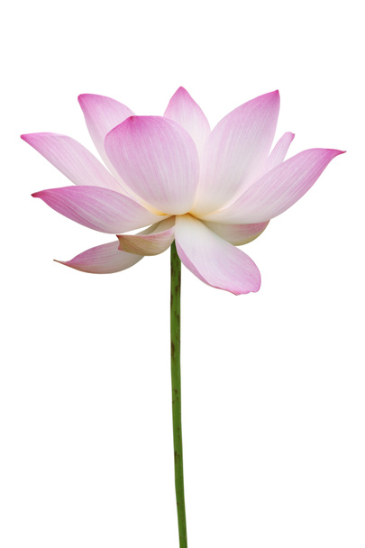 Pink lotus isolated on white - Φωτογραφία, εικόνα