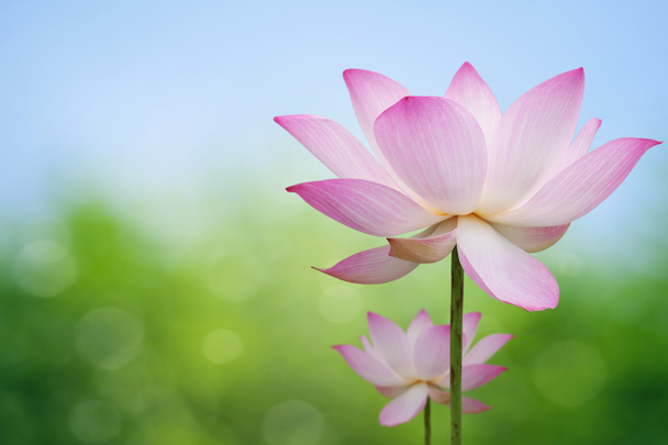 pembe lotus - Fotoğraf, Görsel