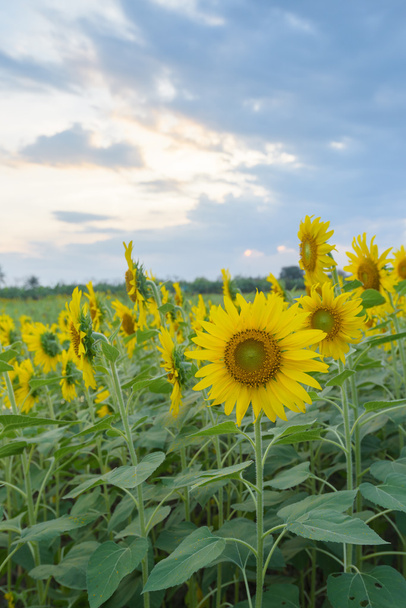 Field of sunflowers with sky - Photo, Image