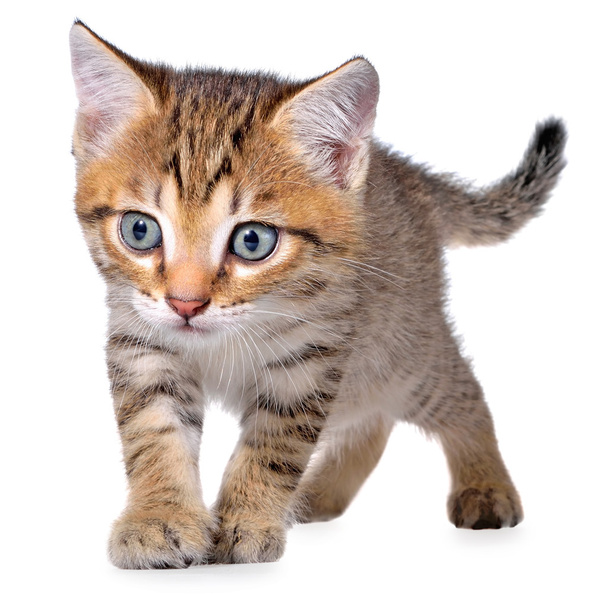 Shorthair brindled gatito arrastrándose furtivamente
 - Foto, imagen