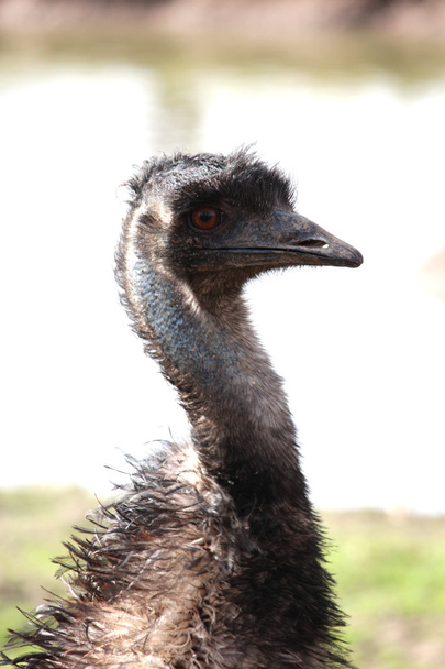 Un Emu australiano
 - Foto, immagini