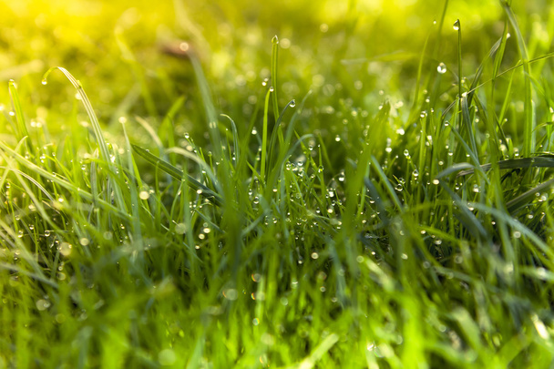 Spring grass background - Foto, Imagen