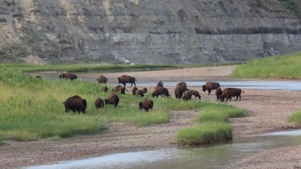 Bison wagging tails - Footage, Video