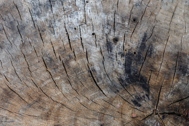 árvore padrão de madeira
 - Foto, Imagem