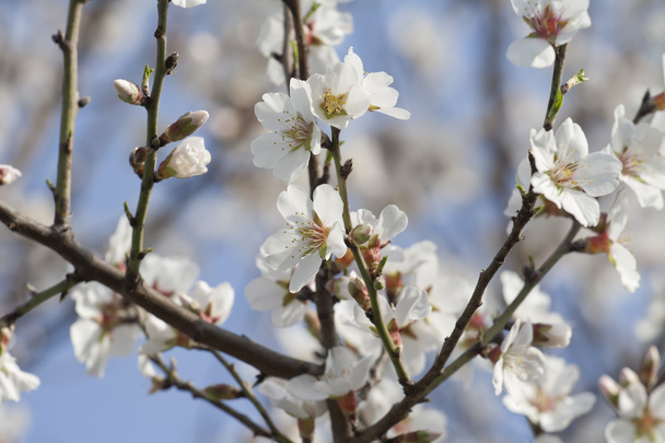 Almond flowers - Photo, Image