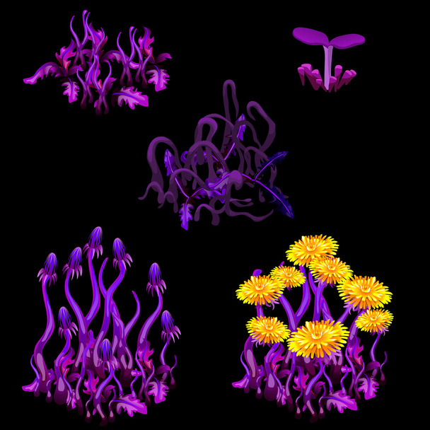 Growth stages of purple dandelions - Vettoriali, immagini