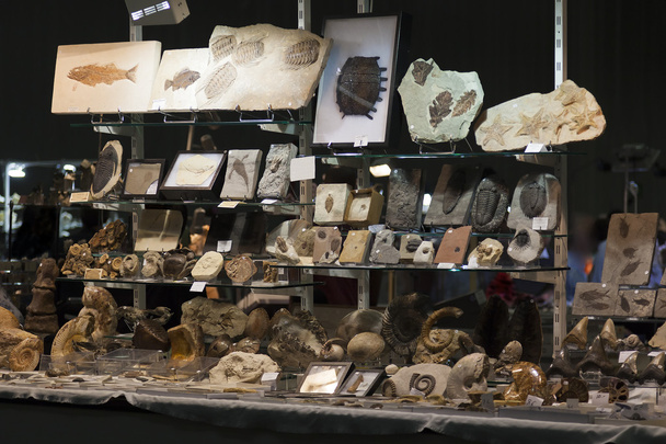 Стенд на выставке окаменелостей
 - Фото, изображение