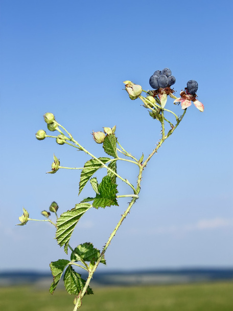 青い空を背景のブラックベリーの果実 - 写真・画像