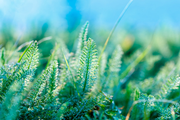 Verse lente gras in weide en blue sky - prachtige natuur - Foto, afbeelding