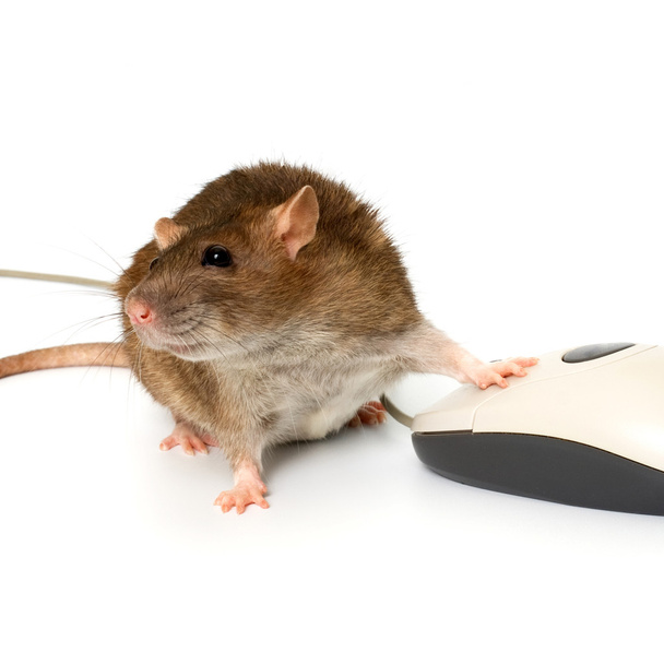 computermuis en rat - Foto, afbeelding