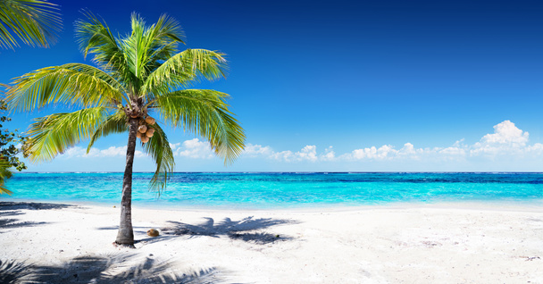 Scenic Coral Beach With Palm Tree - Photo, Image