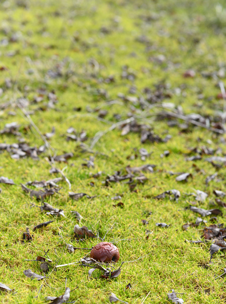 Manzana podrida en una hierba
 - Foto, imagen