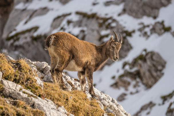 Козерог в Джулианских Альпах
 - Фото, изображение