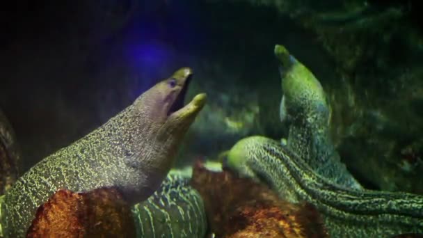 Giant Moray Eel - Footage, Video