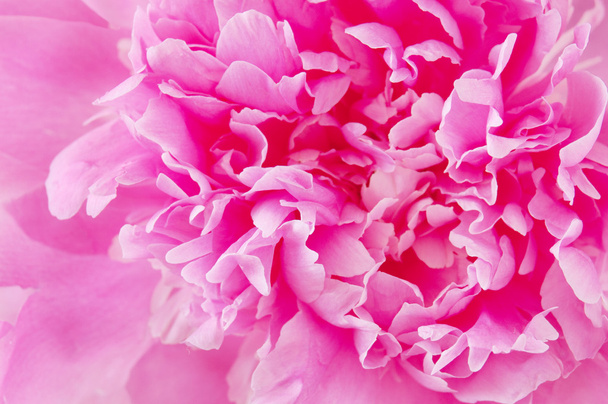 Mooie pioenroos bloem macro - Foto, afbeelding