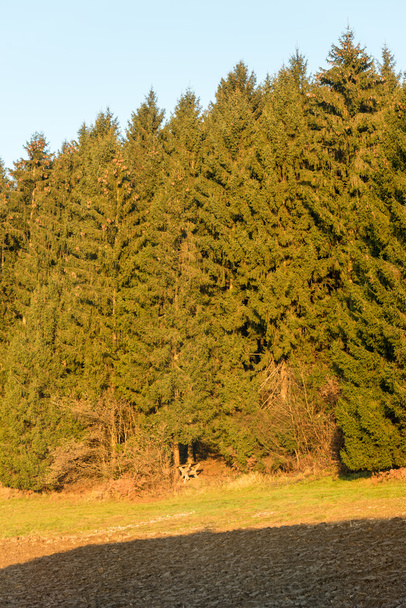 Een hert in het bos - Foto, afbeelding