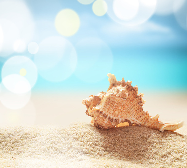 Seashell on a sandy beach. - Photo, Image