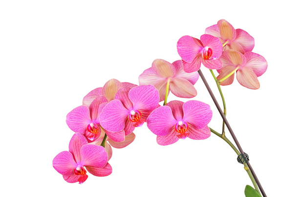Pembe orkide çiçeği. - Fotoğraf, Görsel