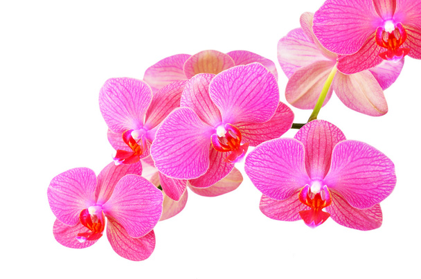 Rózsaszín orchideavirág - Fotó, kép