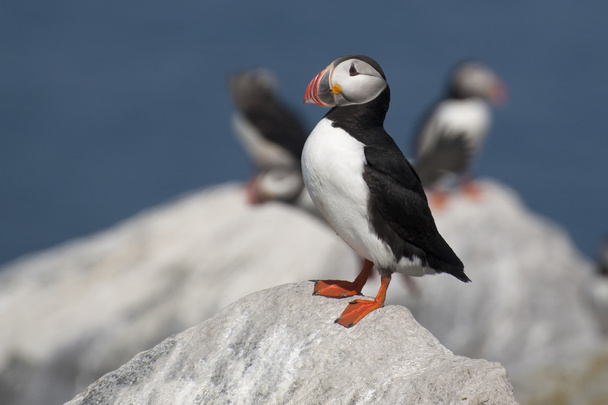 Lone Puffin Bird Stands Guard Over Nest - Photo, Image