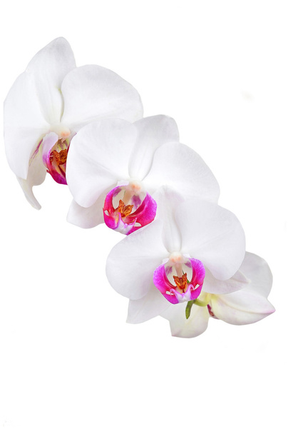 Flor branca da orquídea
 - Foto, Imagem