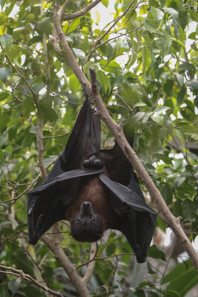 Bat hangs upside down - Foto, Bild