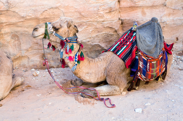 Cammello beduino
 - Foto, immagini