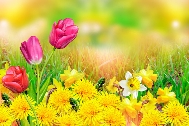  όμορφη άνοιξη λουλούδια daffodils. κίτρινα λουλούδια. - Φωτογραφία, εικόνα