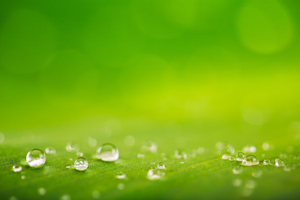 Rain drops over fresh green leaf texture, natural background - Photo, Image