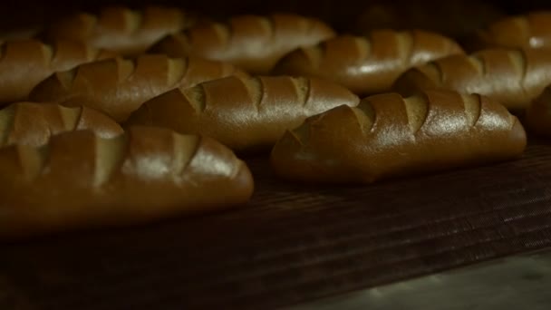 Beautiful buns in the oven. - Footage, Video