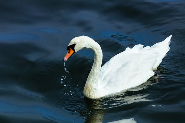 Swan lake water zomer - Foto, afbeelding