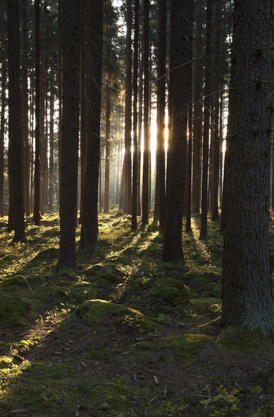 The primeval forest - Foto, imagen