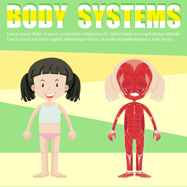 Infografik mit Mädchen und Körpersystem - Vektor, Bild