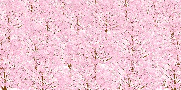 Cherry spring flower background - Vector, Image