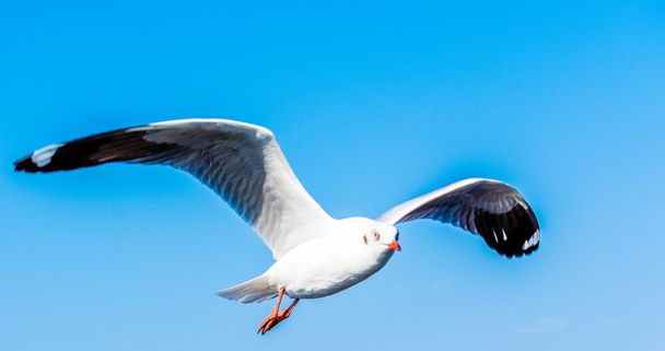 Seagull in the sky - Photo, Image